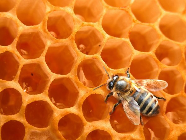 Démarche en faveur de la biodiversité